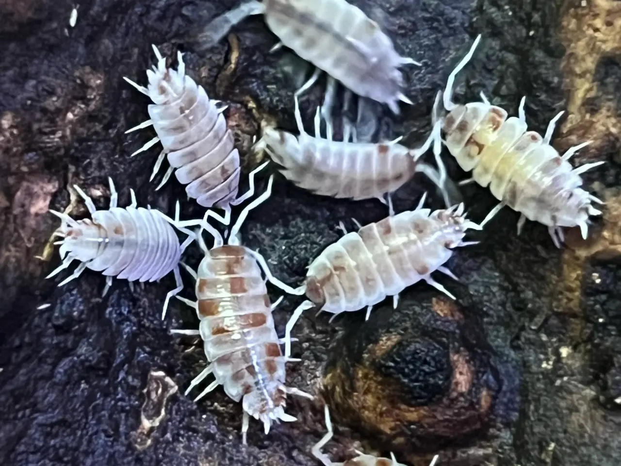 Billede 1 - Porcellio pruinosus “Orange koi”