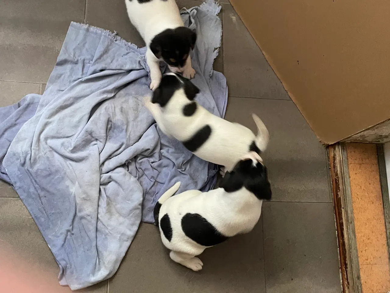 Billede 5 - Dansk-svenske gårdhundehvalpe
