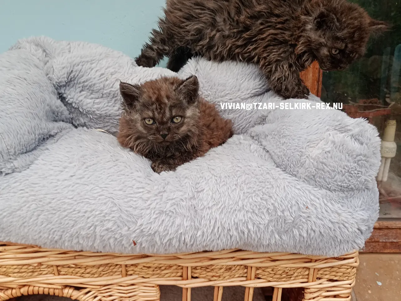 Billede 3 - Selkirk rex killinger