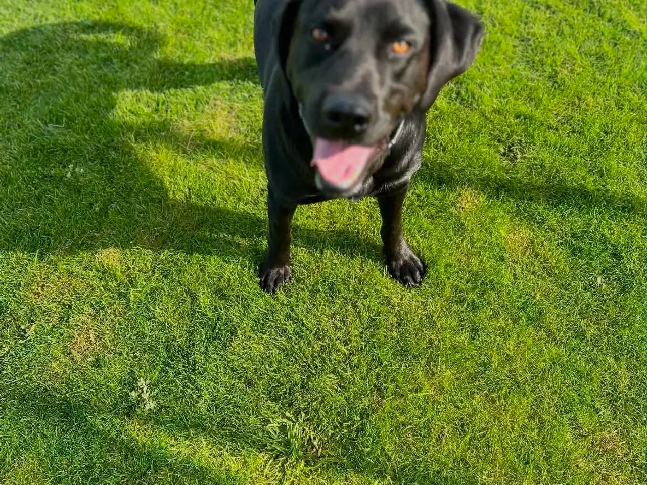 Billede 8 - Labrador hvalpe