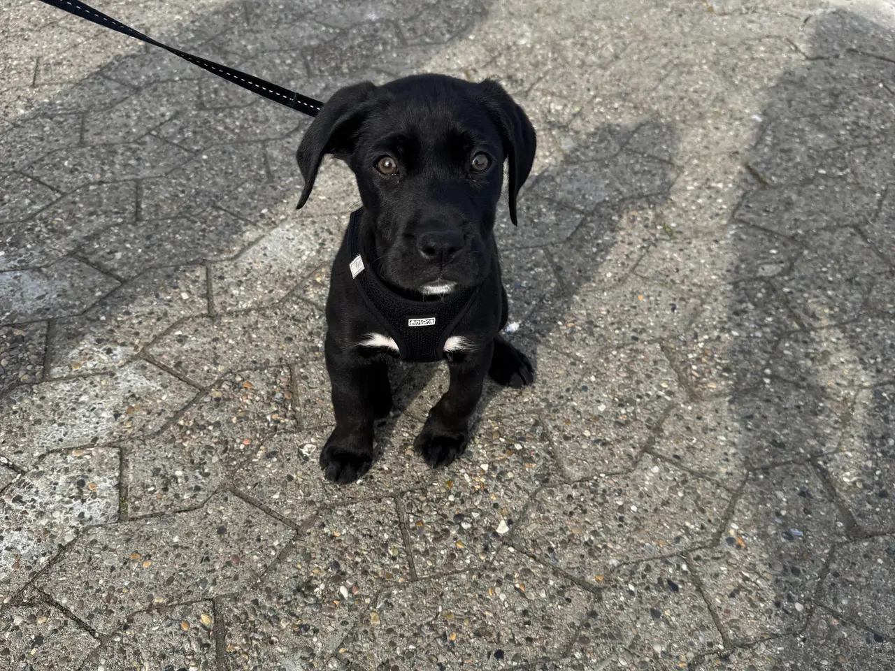 Billede 8 - Labrador blanding 