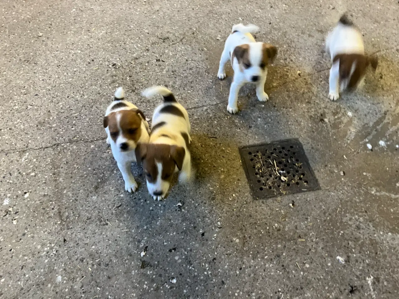 Billede 14 - Jack Russel hvalpe