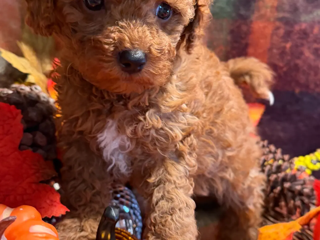 Billede 5 - Skønne mini Maltipoo hvalpe