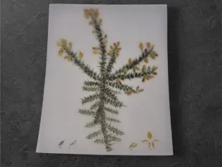 Botanisk mini-tryk: Botanical Study i fine detalje