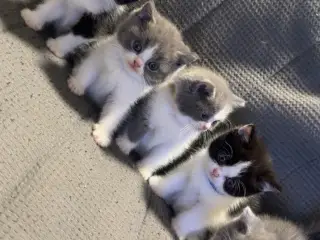 British shorthairx ragdoll killinger sælges