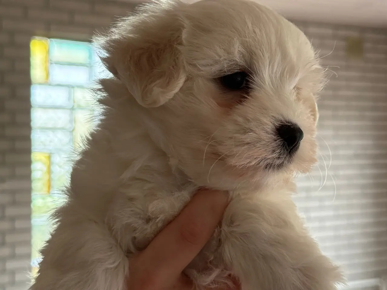 Billede 7 - Bichon havanais / malteser hvalpe