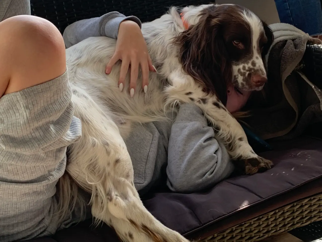 Billede 3 - Hanhund til Parring FT springer spaniel