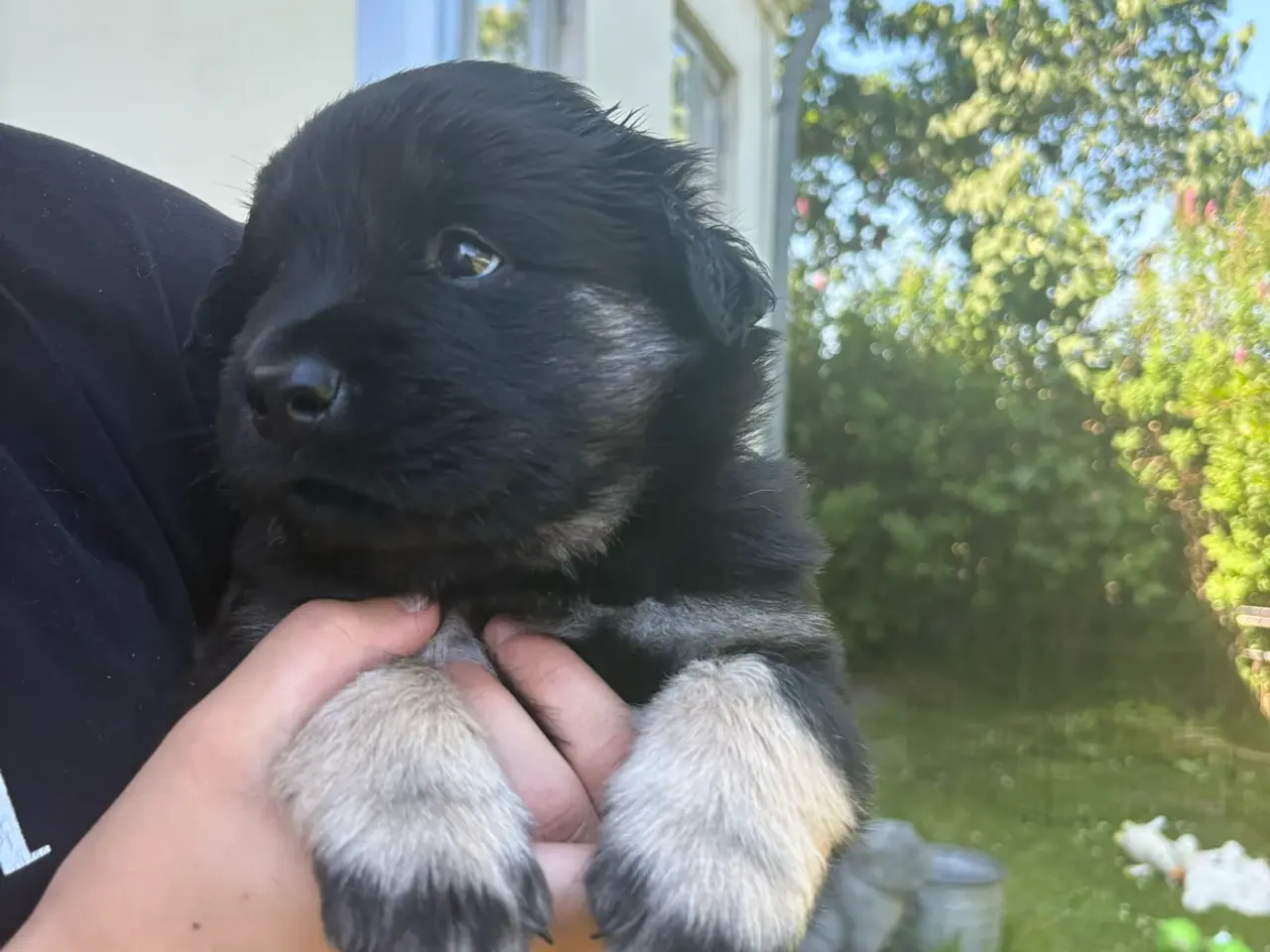 Billede 9 - Blandings hvalpe eurasier/golden