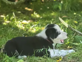 Border Collie Hvalpe søger deres nye drømmehjem