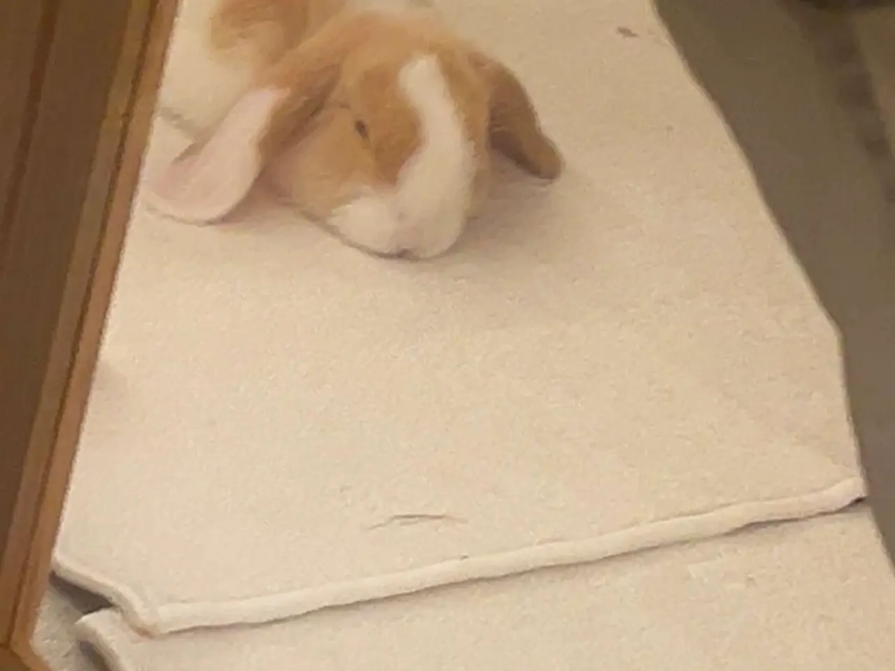 Billede 6 - Cute mini lop han