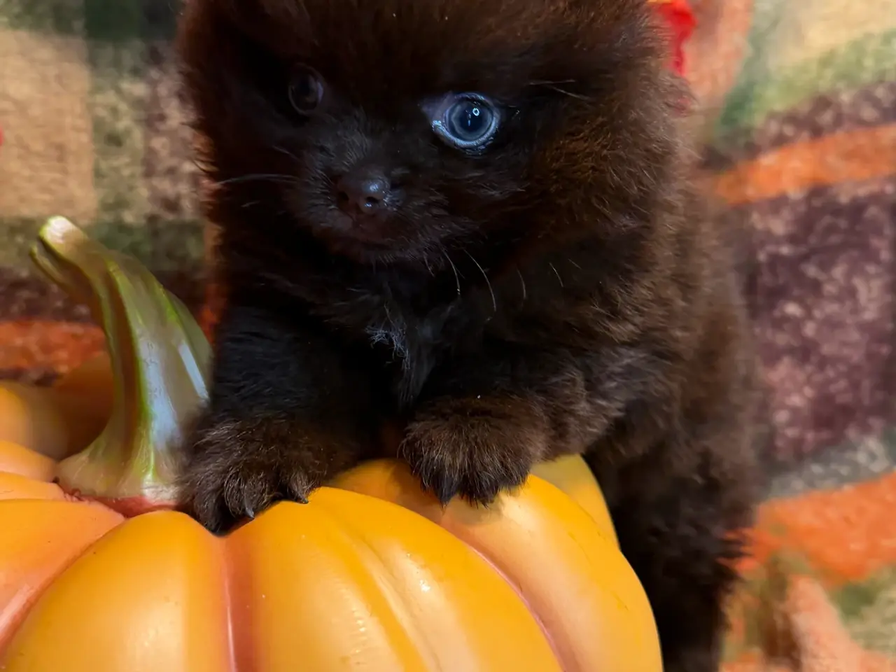 Billede 8 - 🐾💙 5 SMUKKE POMERANIA-DRENGE 💙🐾