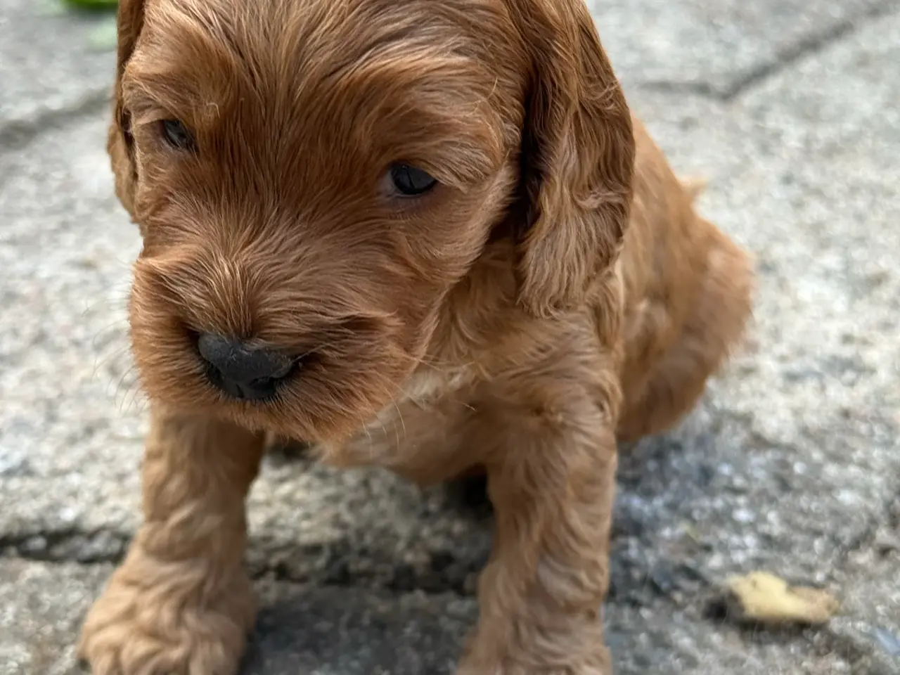 Billede 9 - 🐶❤️ 6 SKØNNE COCKERPOO-HVALPE SØGER KÆRLIGE HJEM