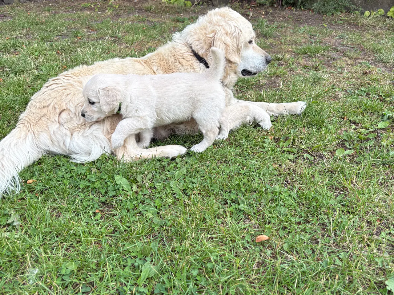 Billede 5 - Golden retriever hundehvalpe, 6 uger gamle