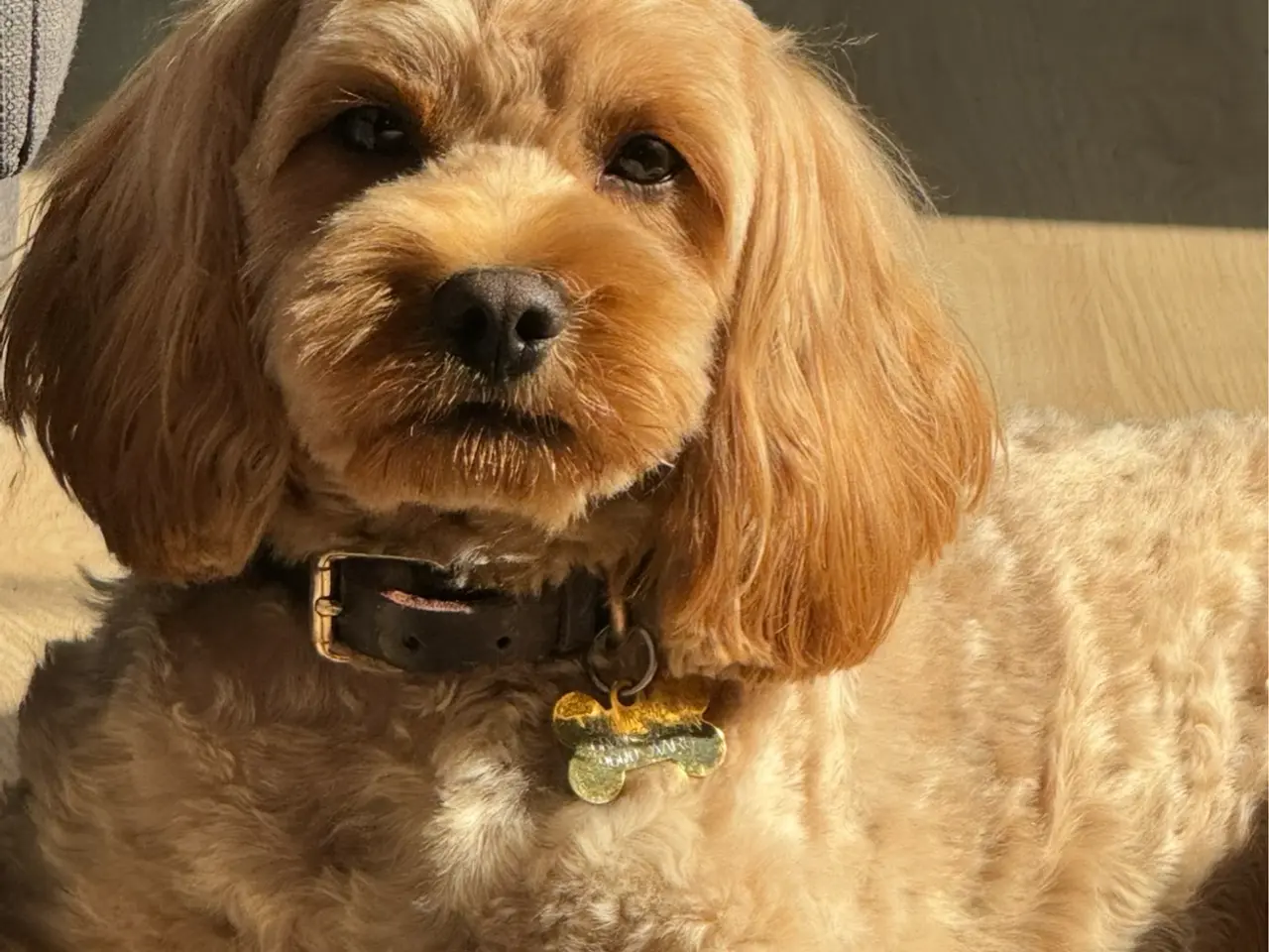 Billede 4 - Sød Cavapoo-hvalp med fantastisk hvid aftegning