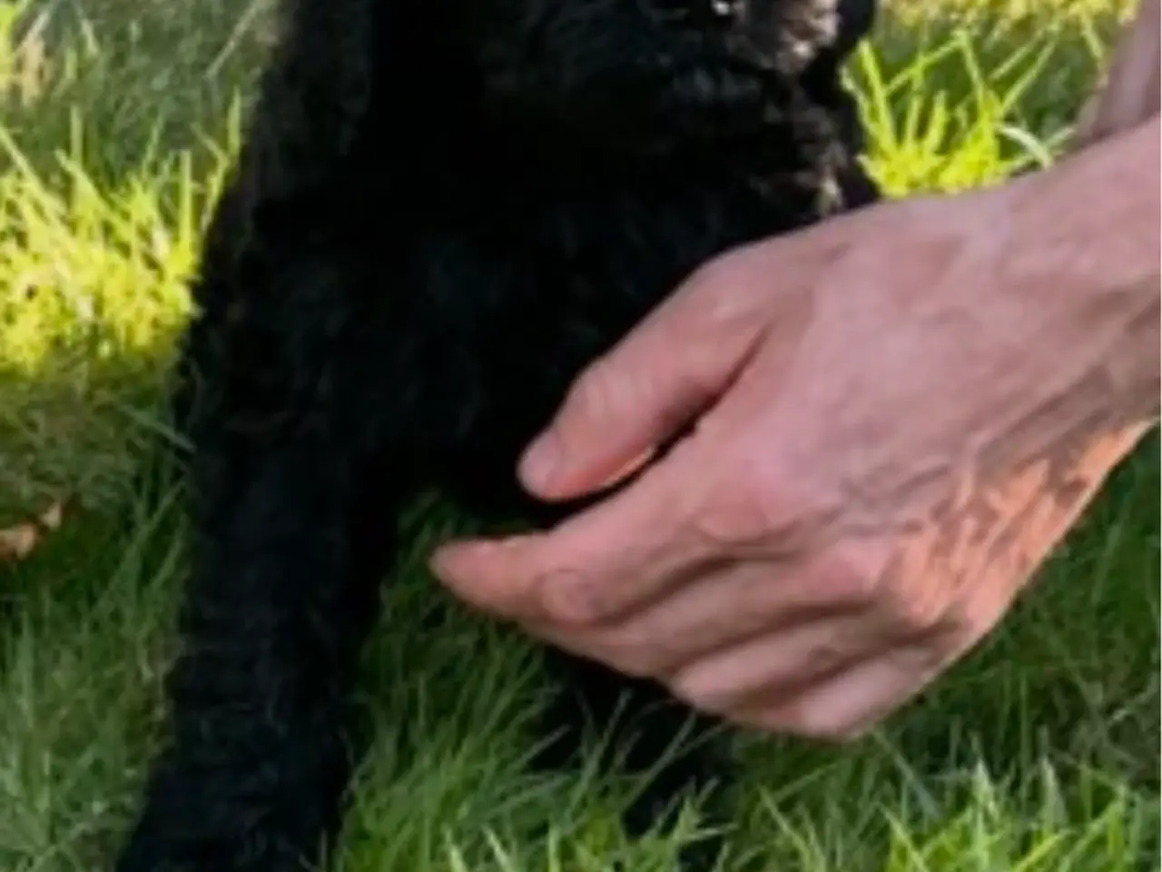 Billede 4 - Smukke Golden Doodle hvalpe