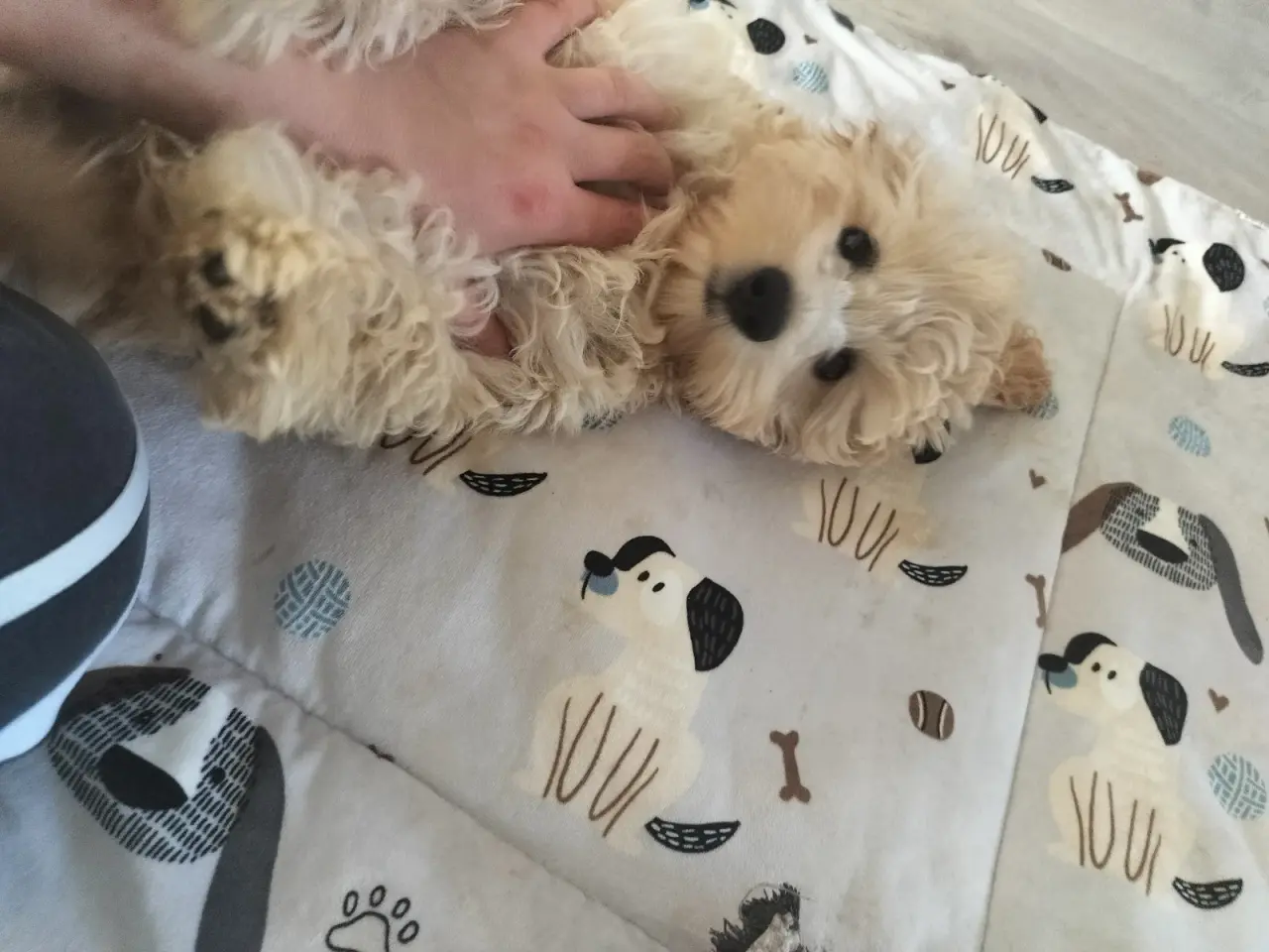 Billede 5 - 🐶 De sidste 2 Maltipoo-hanhvalpe søger den helt r