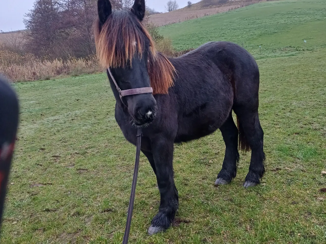 Billede 1 - 2årig Jyskhest hingst sælges