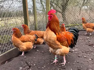 Rugeæg fra racehøns