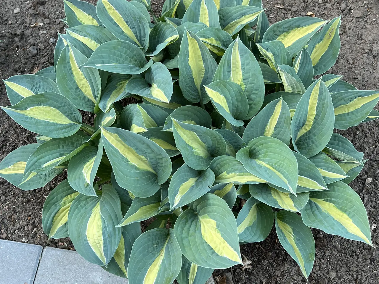 Billede 5 - Hosta sælges