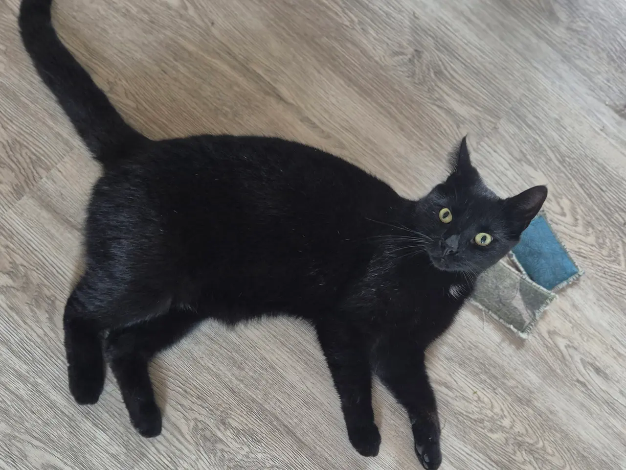 Billede 1 - Laban søger hjem uden andre katte