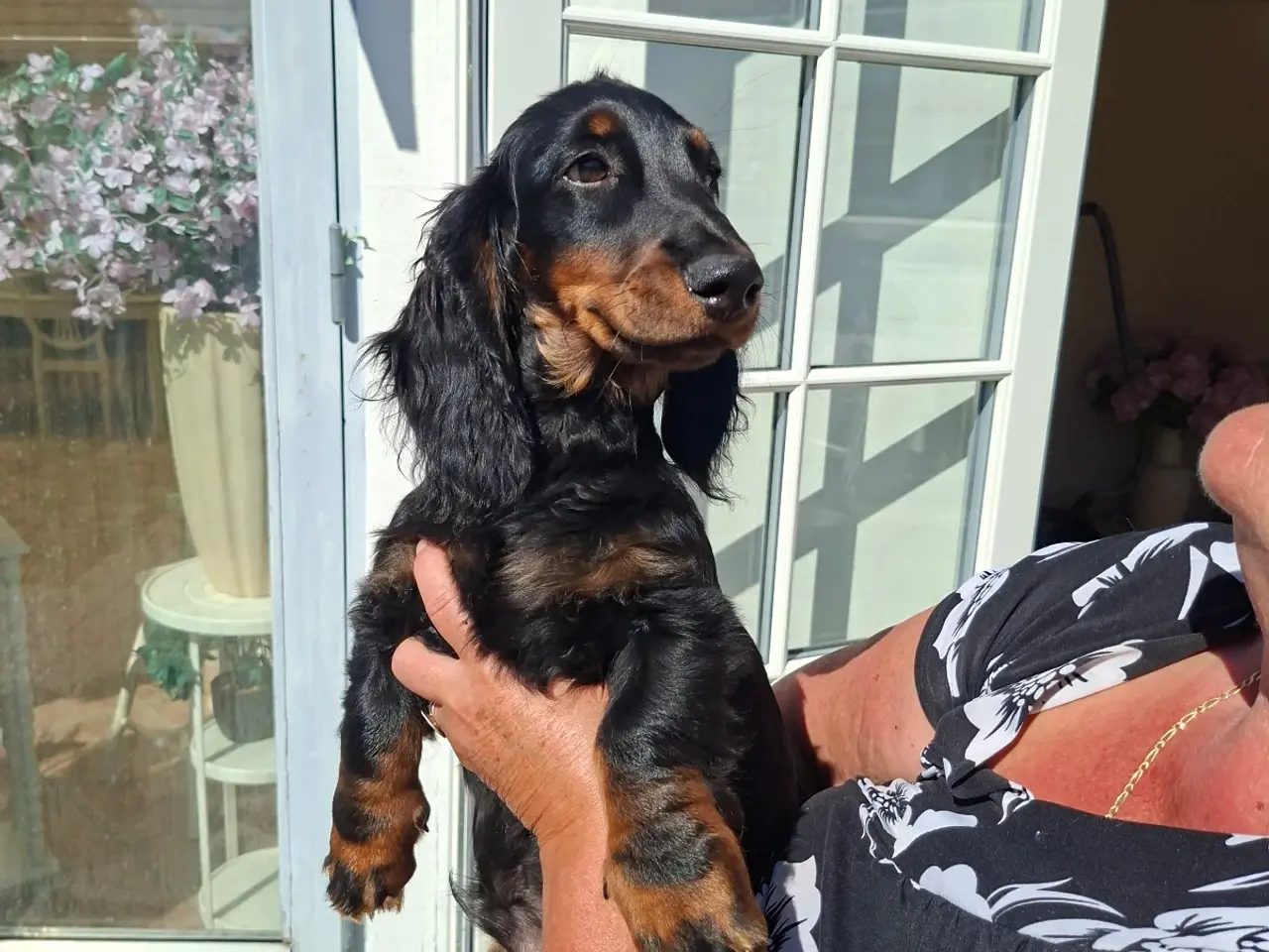 Billede 2 - Langhåret standard gravhunde sort tan