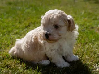 Maltipoo drenge søger nye familier💙 - 2