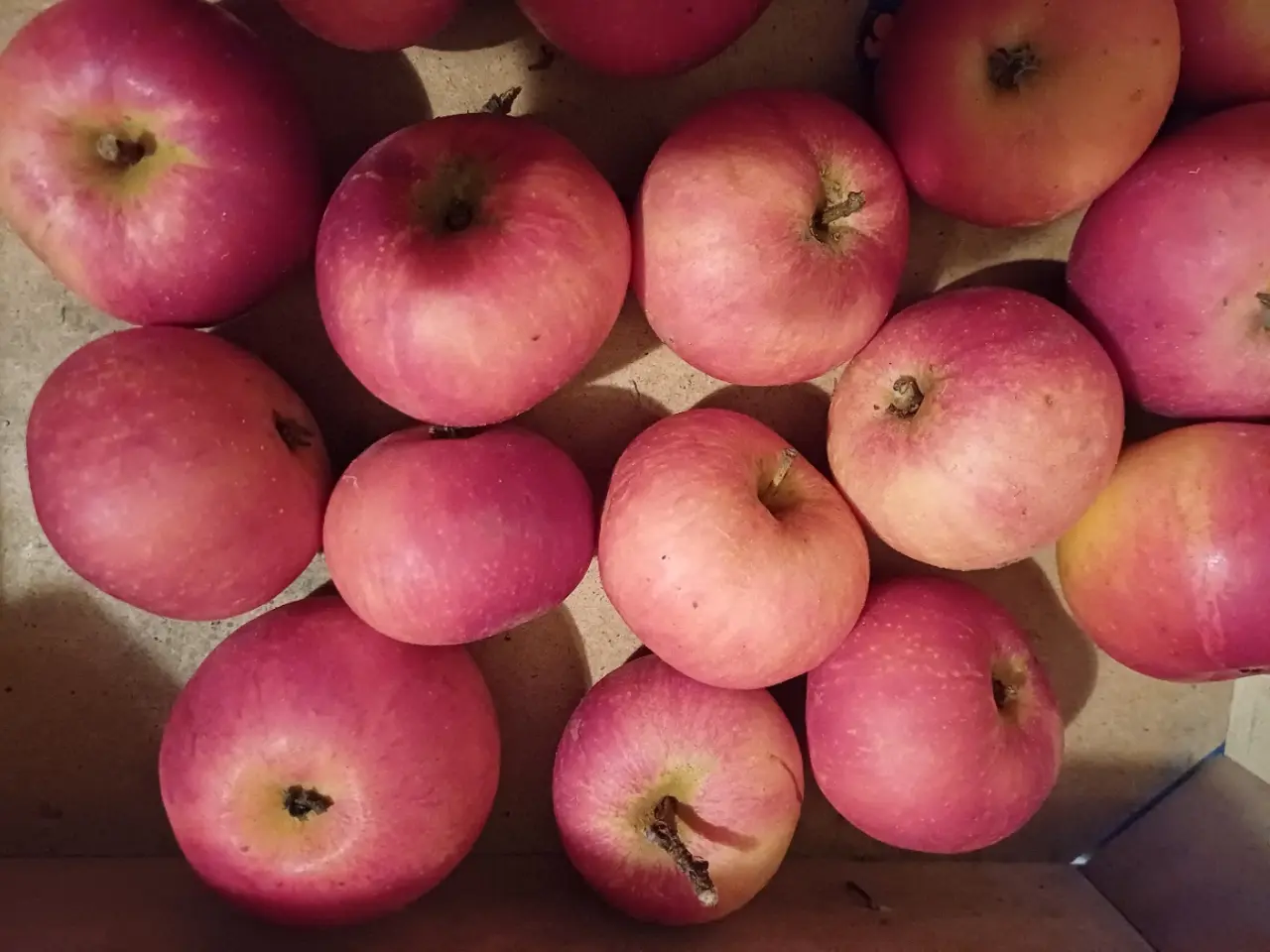 Billede 2 - Håndplukkede fine øko æbler mange, Spise- madæbler