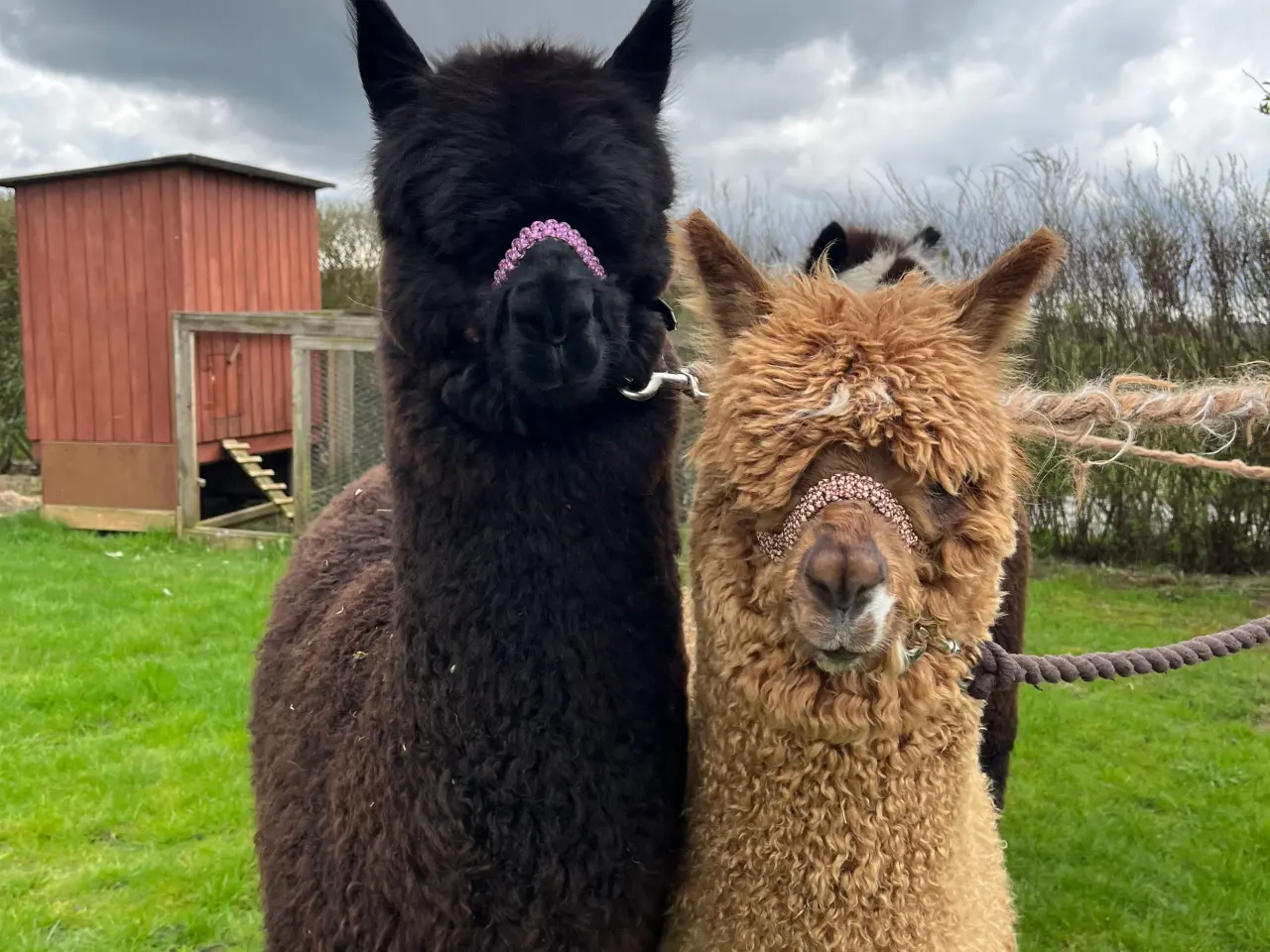 Billede 9 - Alpaca alpaka