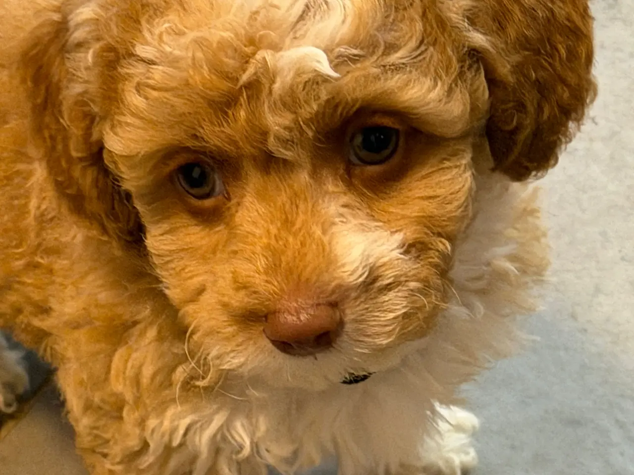 Billede 3 - 🐾maltipoo miniature juni  🐾