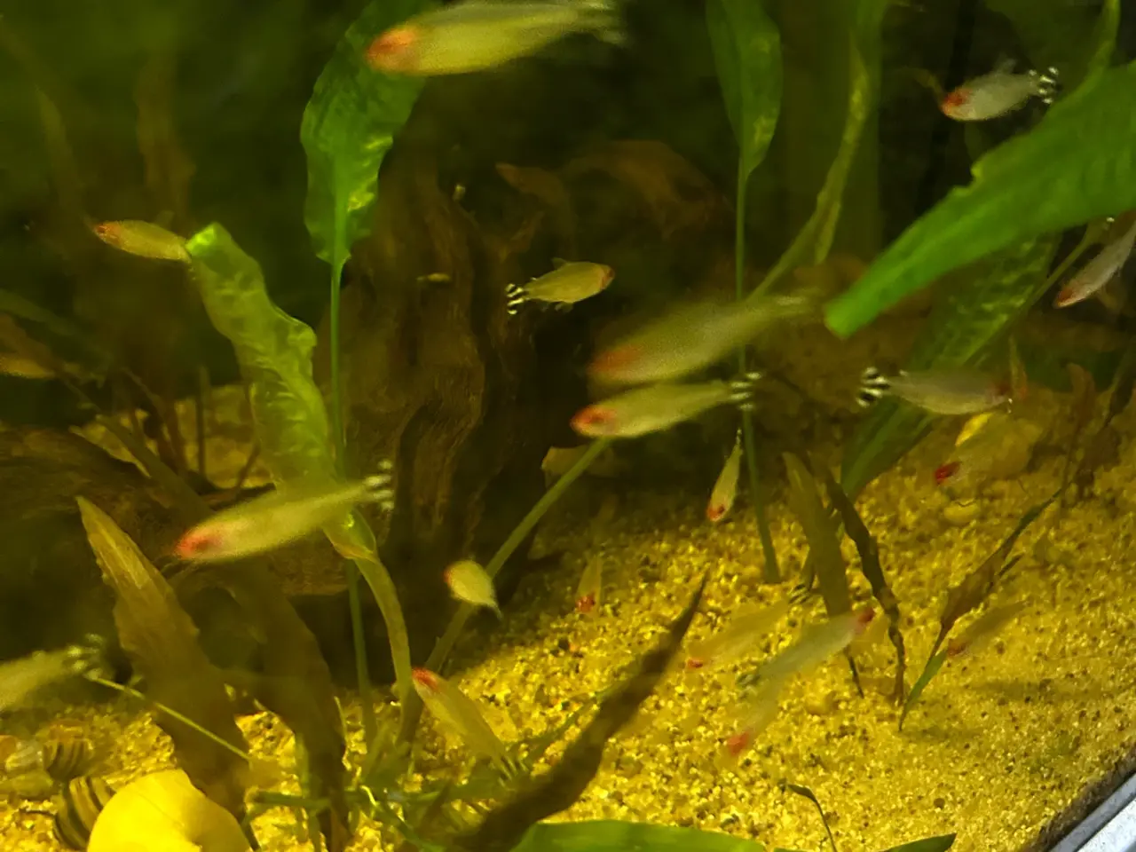 Billede 8 - 🔥🐟 Rødnæsetetra – perfekte stimefisk til akvarie