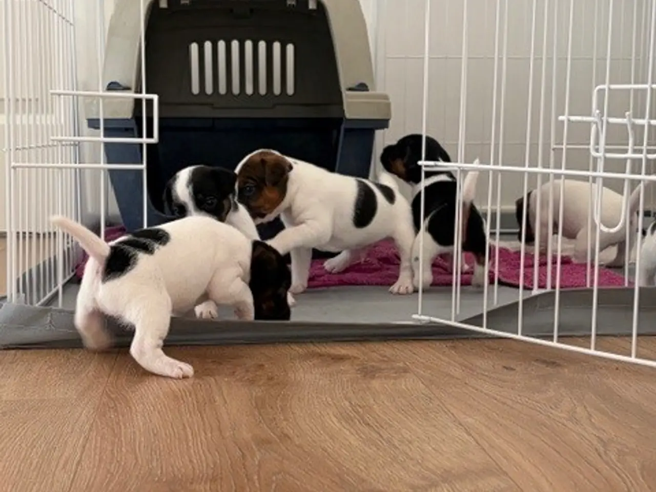Billede 3 - Jack Russel Hvalpe