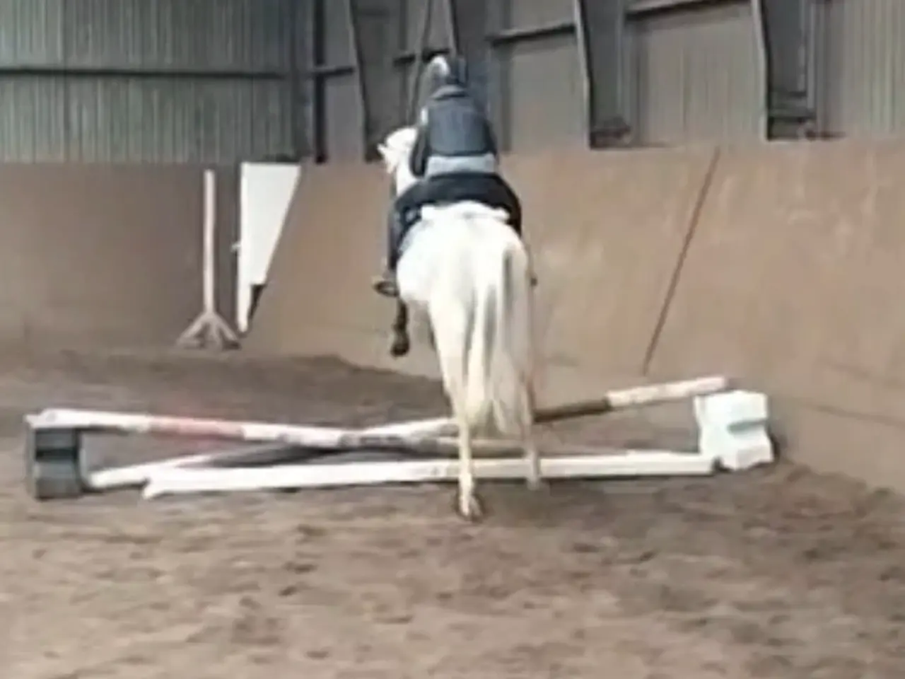Billede 5 - Smuk palomino hoppe 5 år kat:2 pony