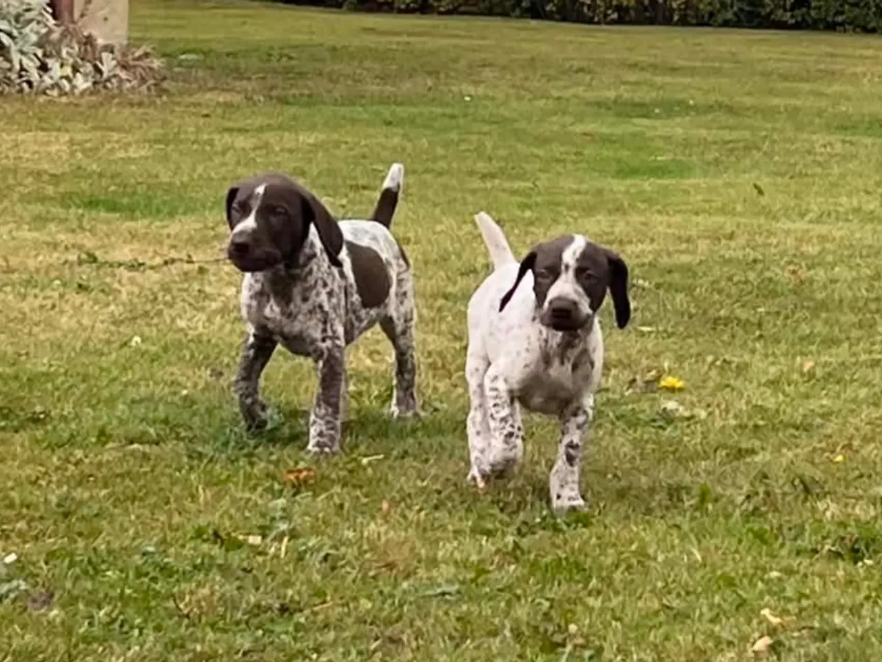 Billede 1 - Tysk korthåret hønsehund