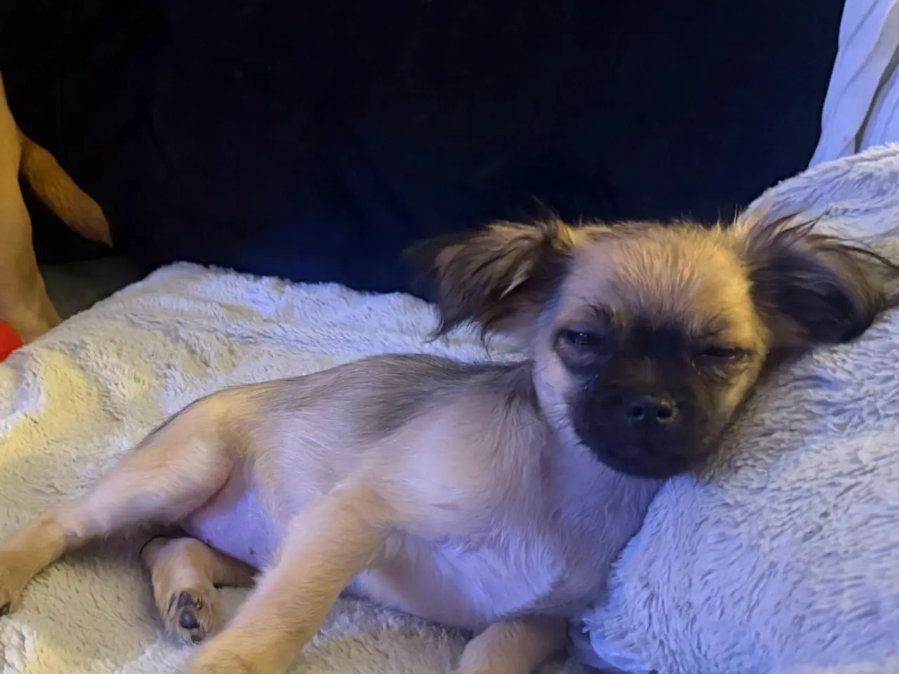 Billede 4 - Sød Chihuahua blanding