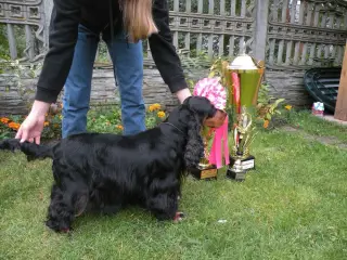 Engelsk Cocker Spaniel tævehvalp med stamtavle - 5