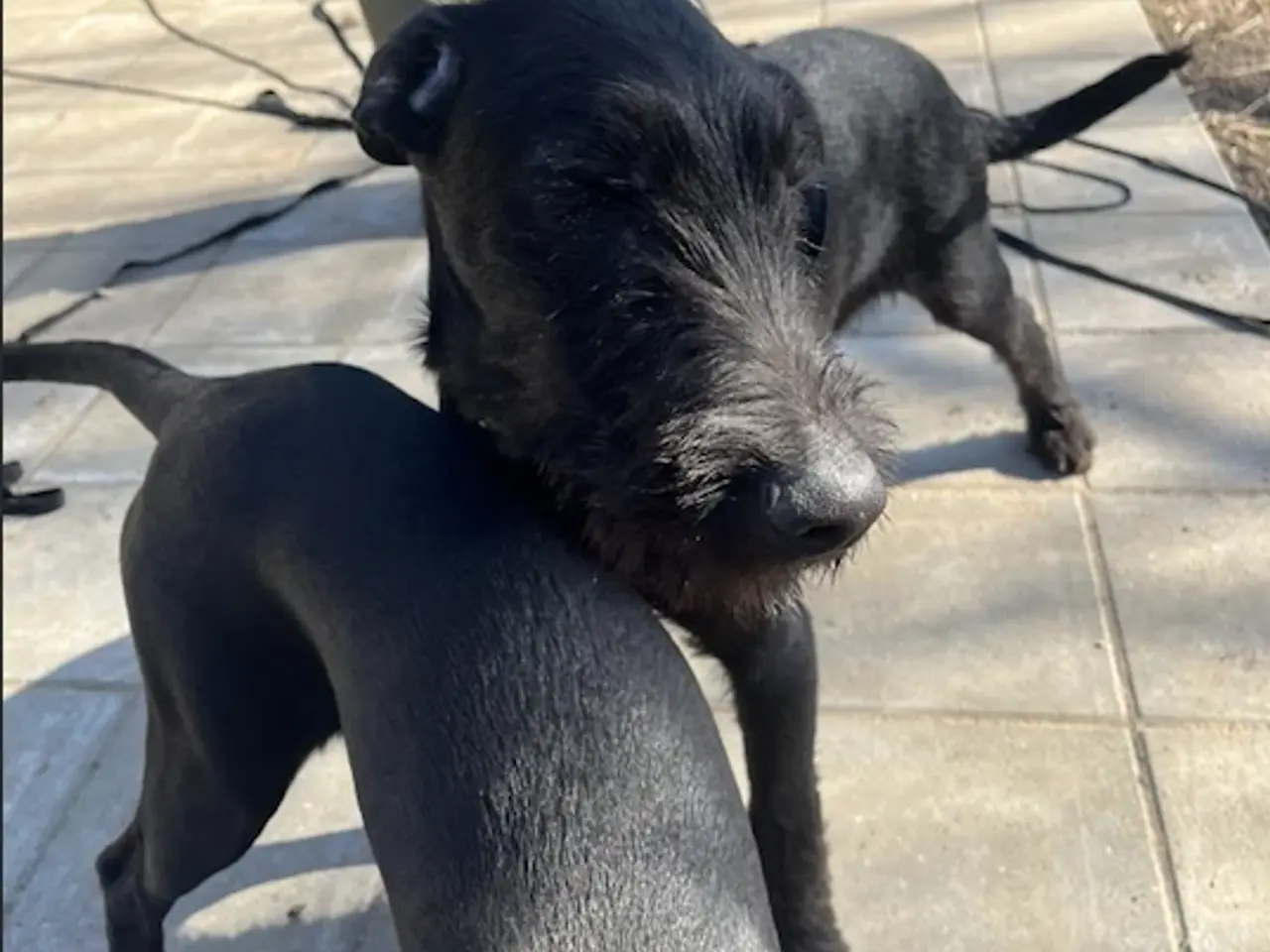 Billede 7 - 2 søde og aktive Dobermann blandingshvalpe