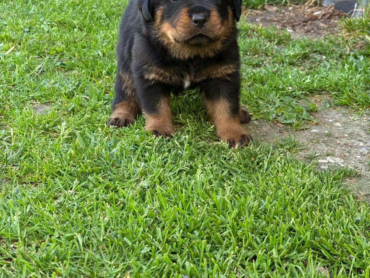 Billede 5 - 7 store rottweiler hvalpe 