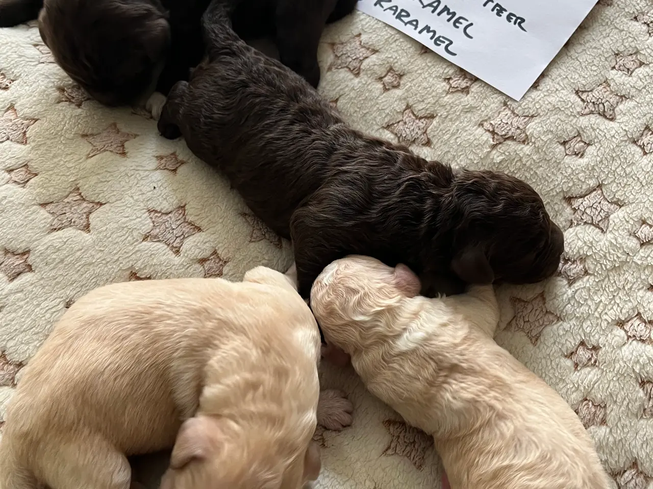 Billede 5 - Labradoodle hvalpe