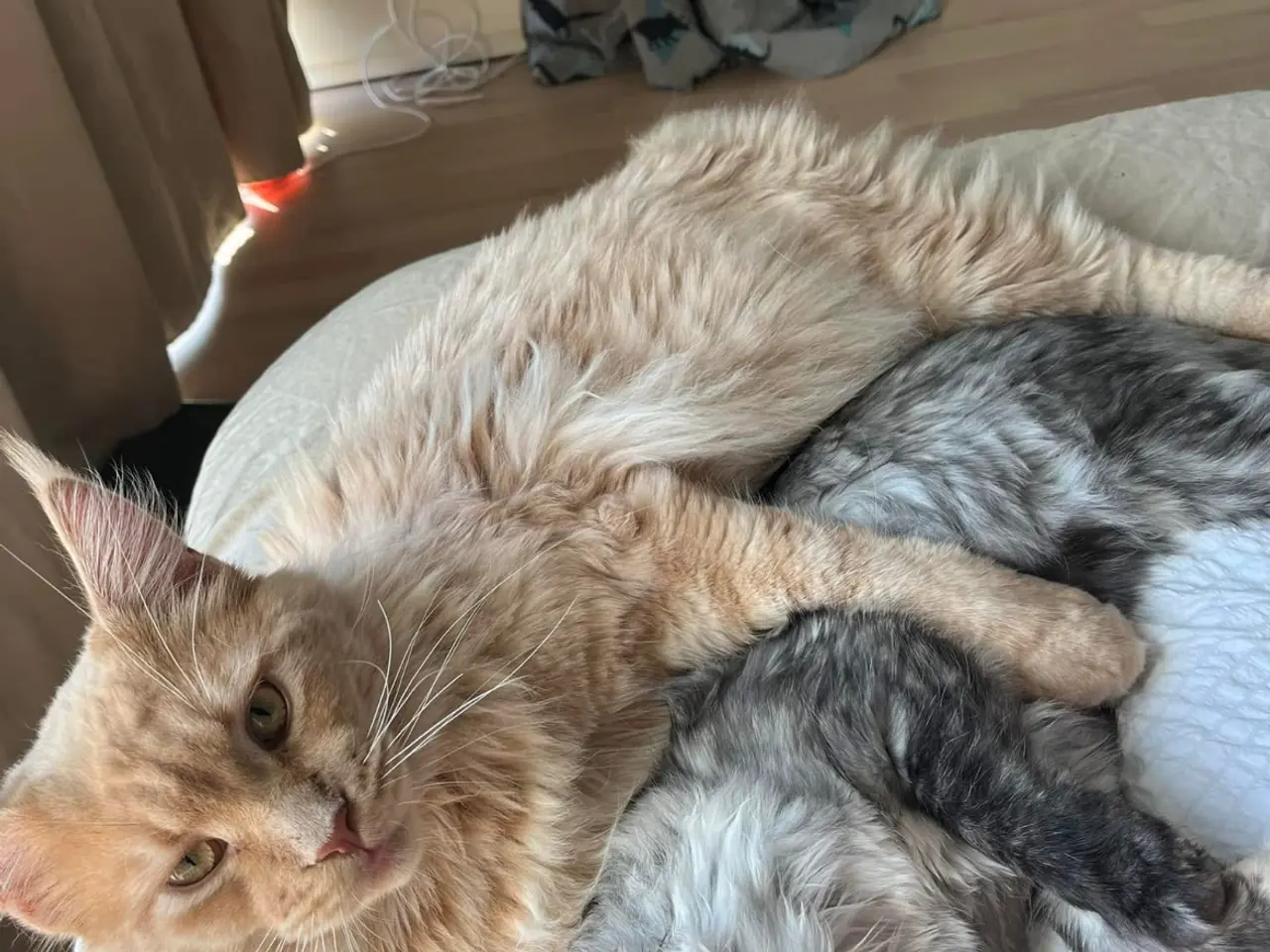 Billede 10 - Maine Coon killinger 