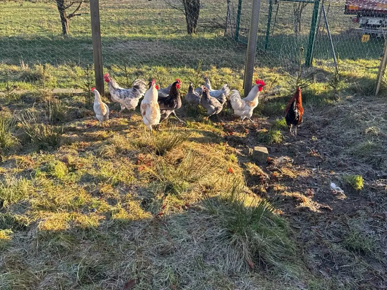 Billede 3 - En ung hane og tre høner i Zone varde er til salg.