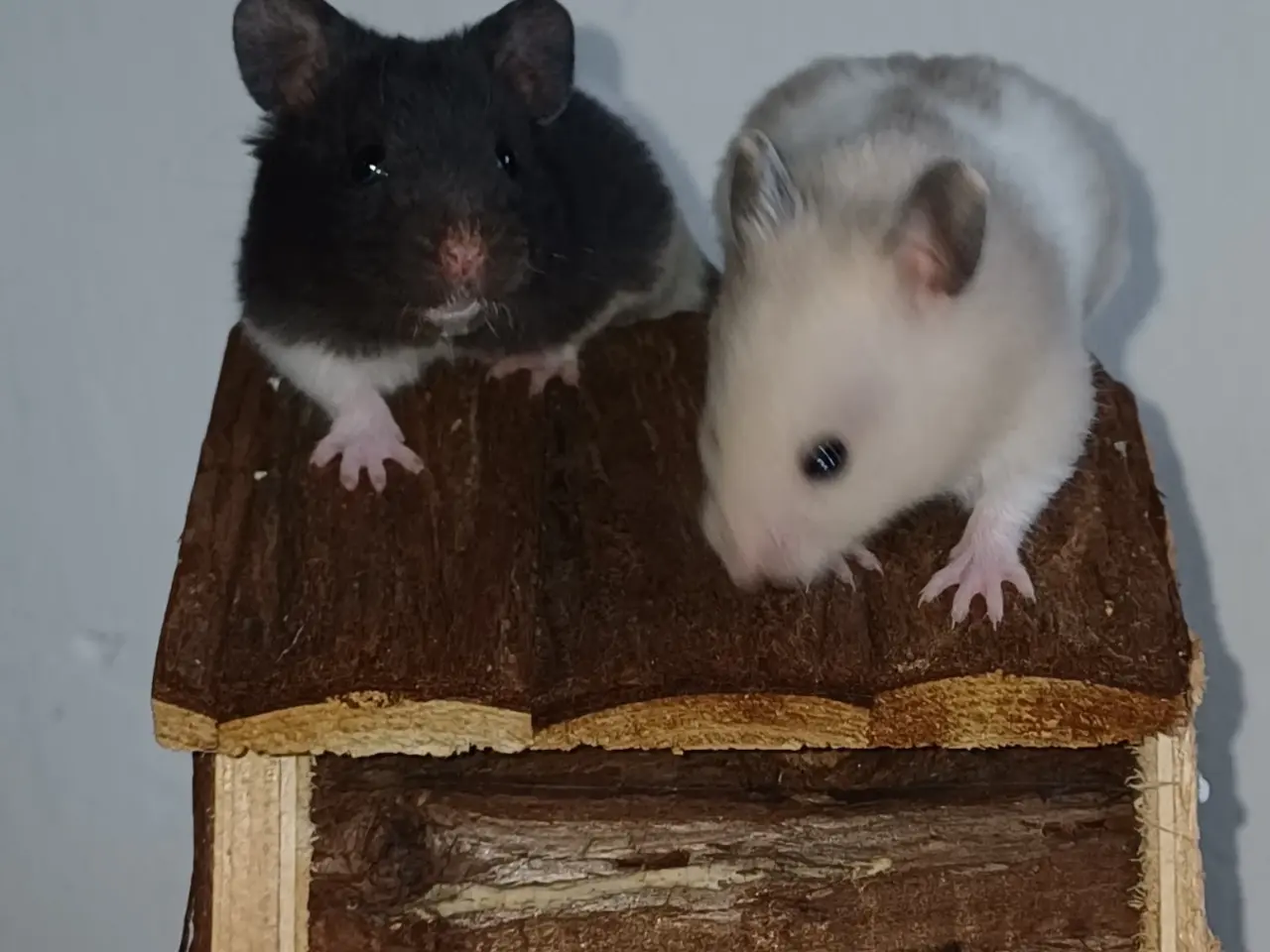 Billede 11 - Guldhamster unger