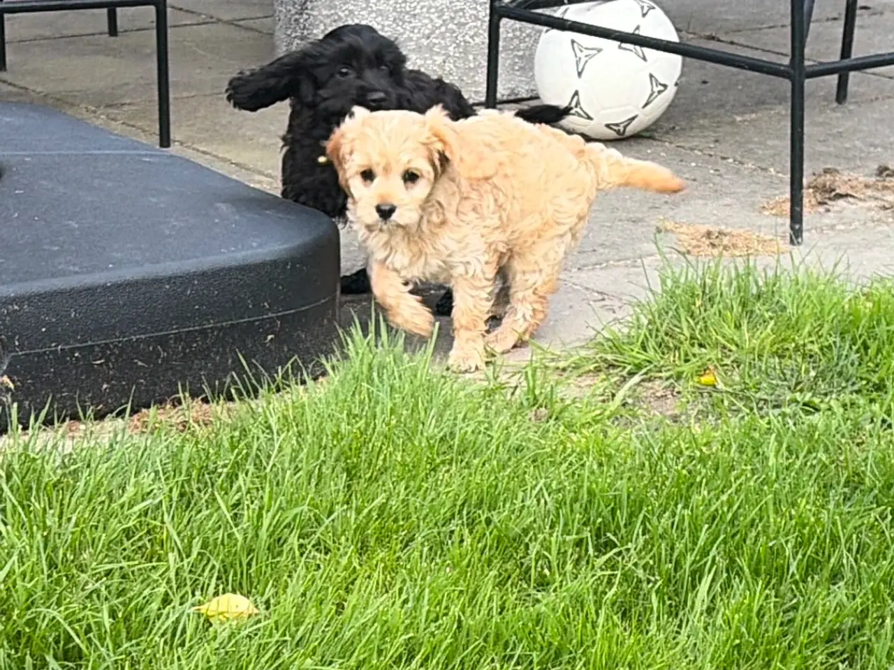Billede 16 - Den smukkeste F1 Cavapoo dreng tilbage