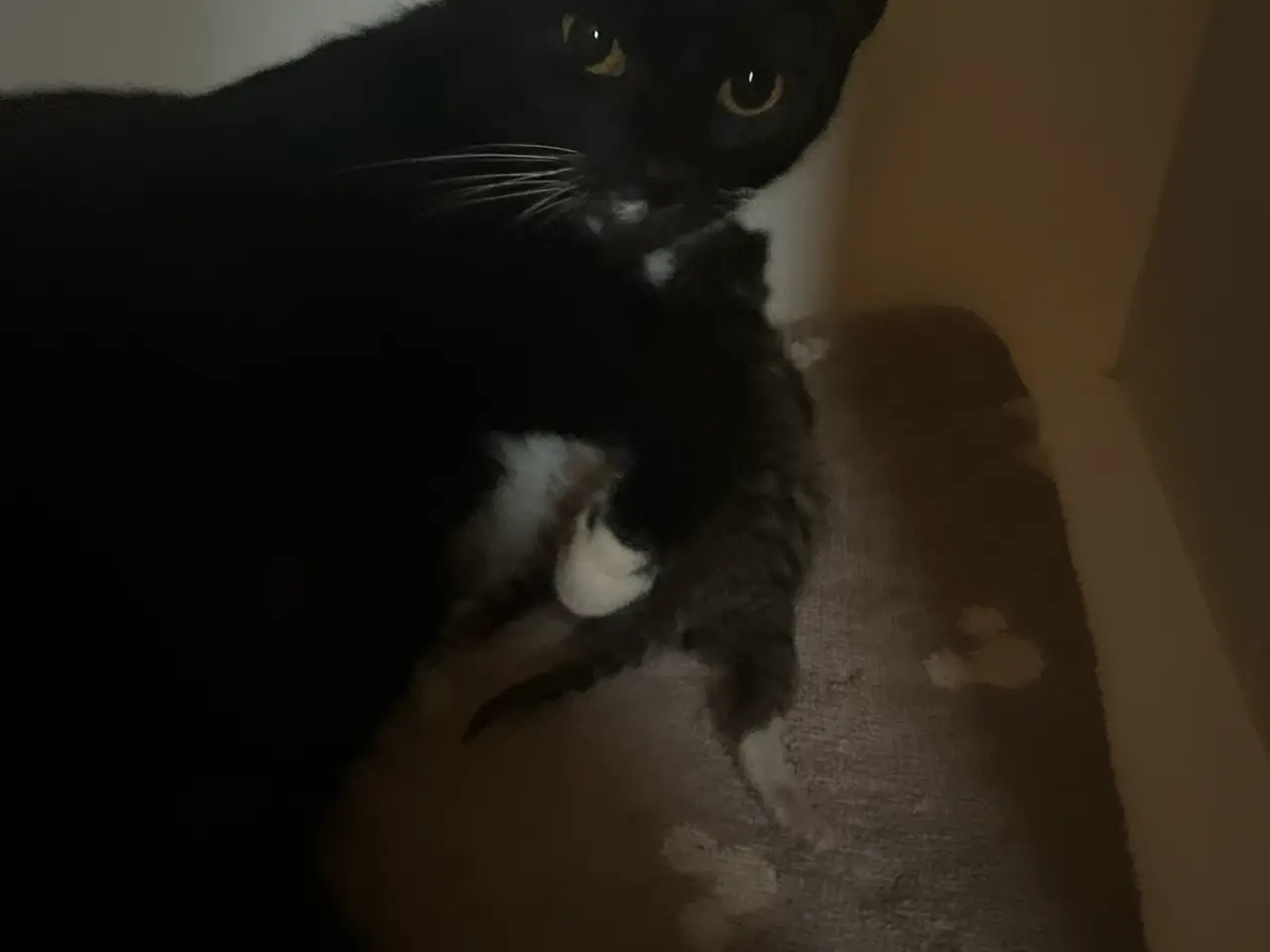 Billede 2 - Katte mor og 1 killing 