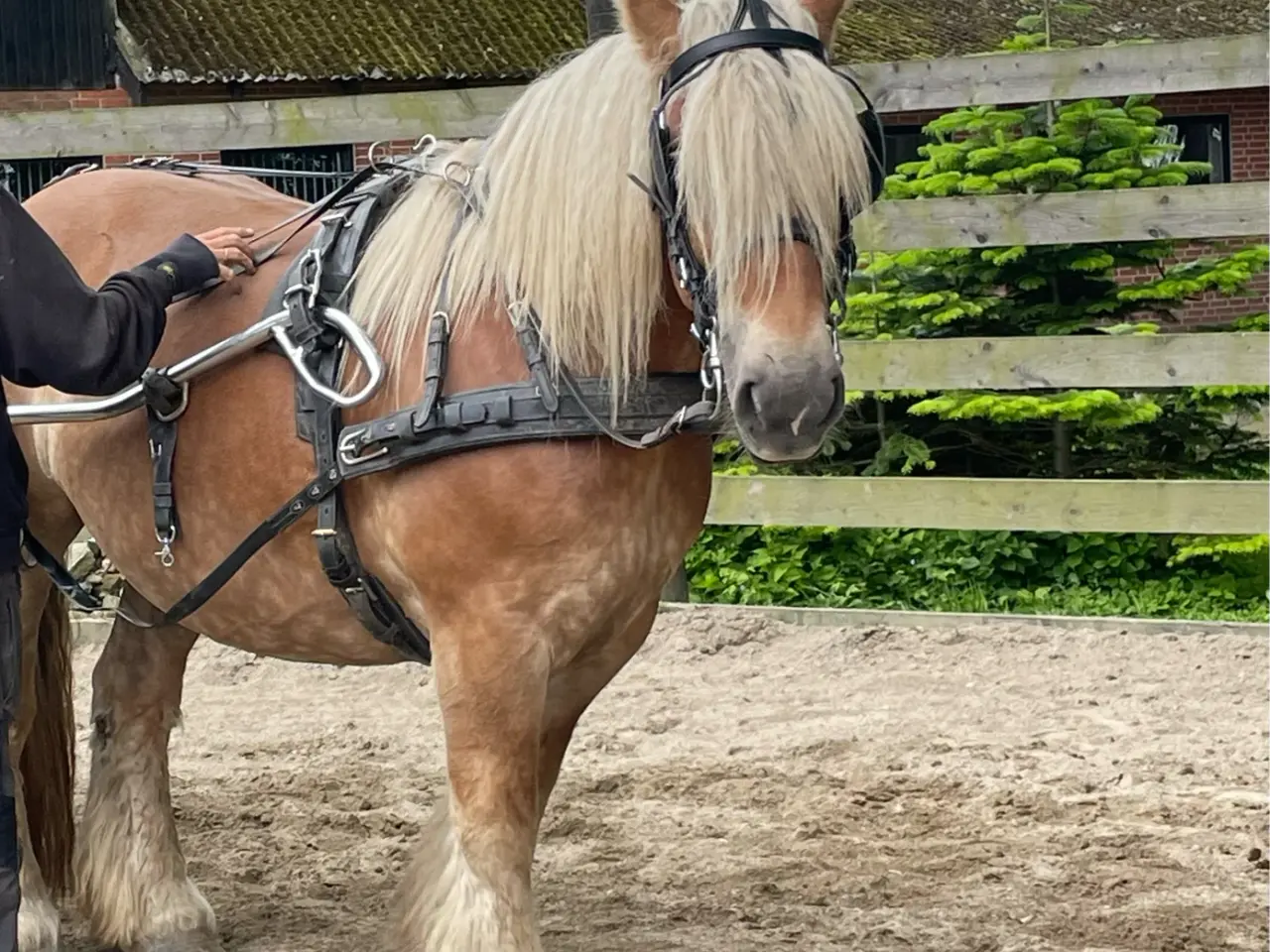 Billede 2 - Jydsk hest, hoppe.