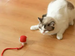 Aktiv legebold til kat.