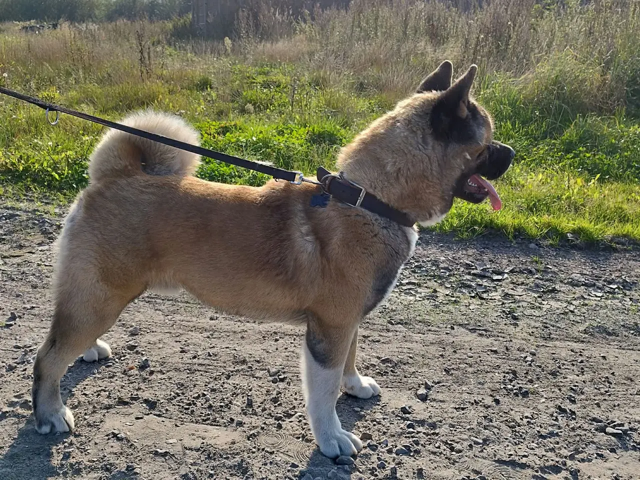 Billede 8 - American Akita hundehvalpe 🩷💙💙💙
