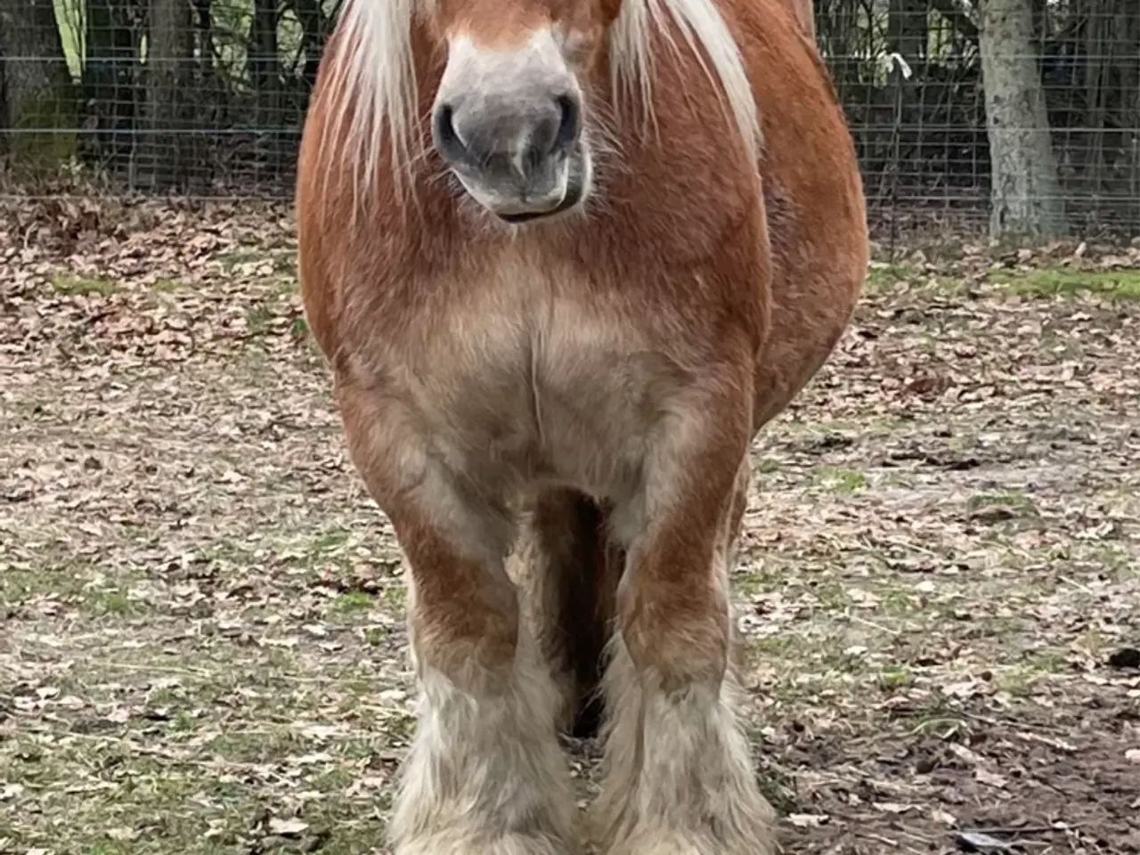 Billede 3 - Jydsk hest, hoppe.