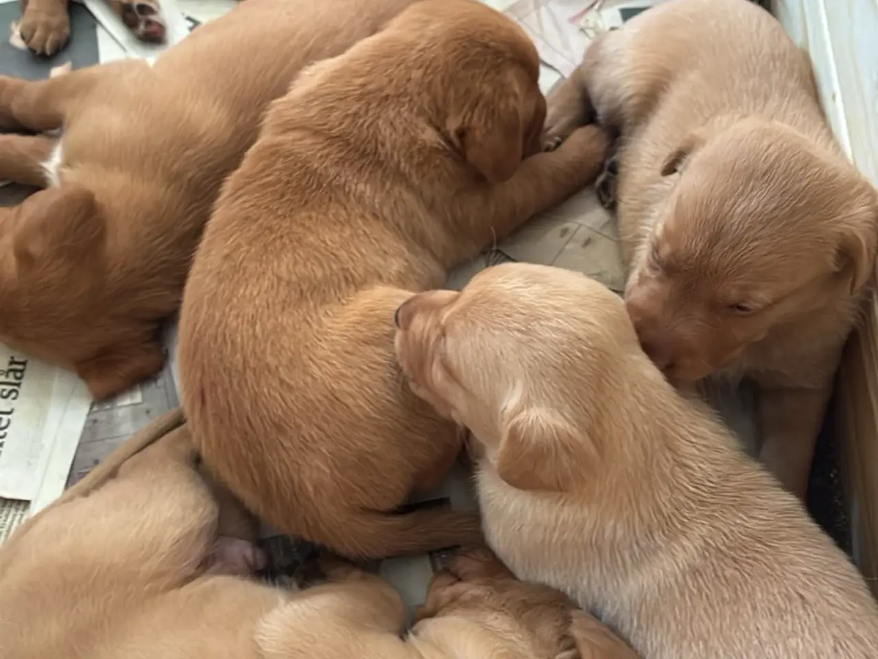 Billede 2 - Labrador F1 foxrøde hvalpe sælges