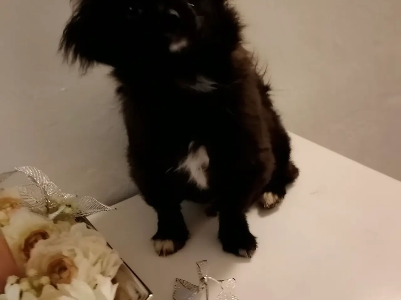 Billede 5 - Den skønneste Pomeranian-blandingshvalp