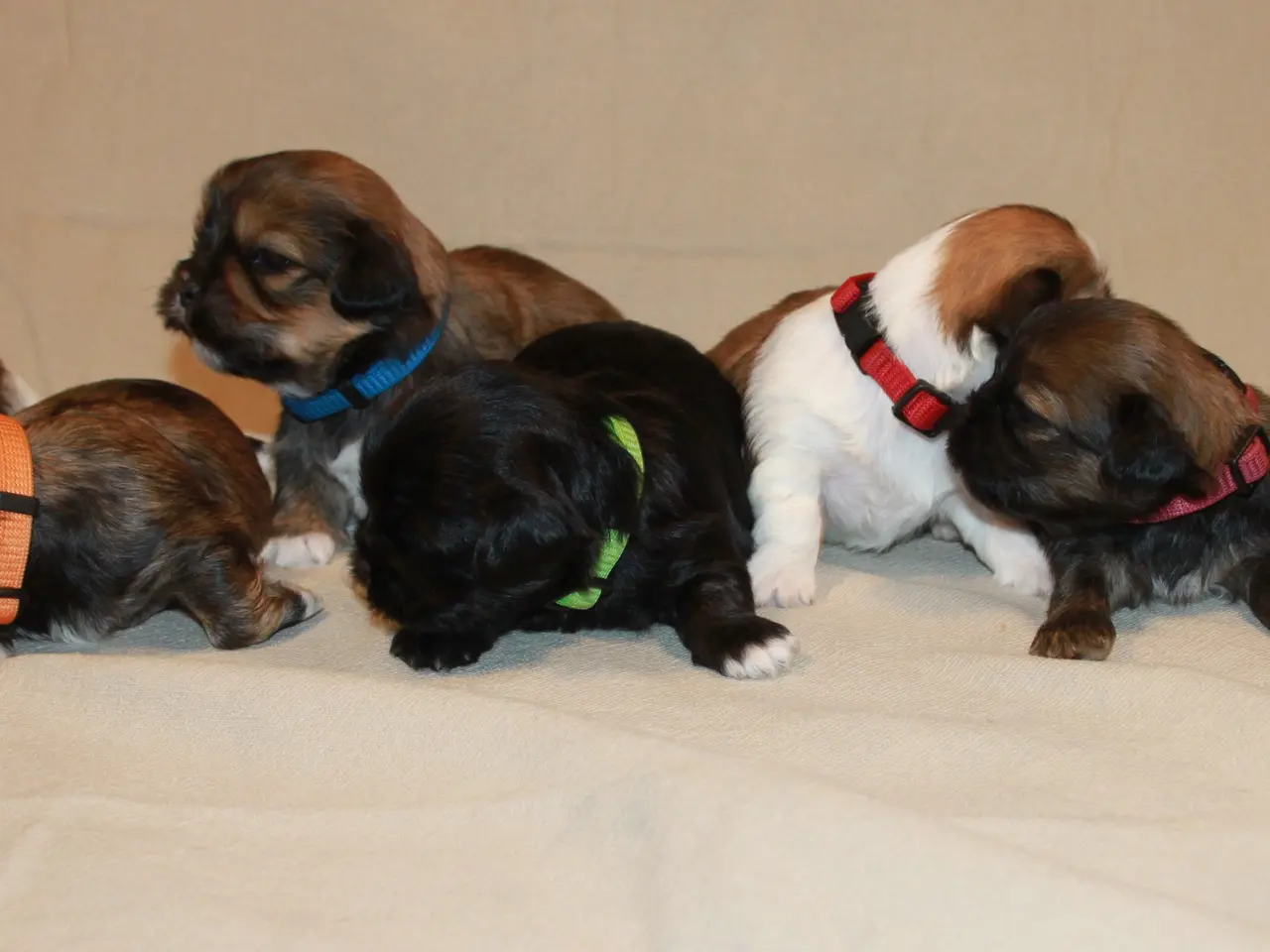 Billede 10 - Lhasa Apso hvalpe
